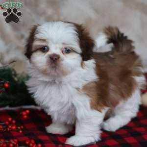 Jolly, Shih Tzu Puppy